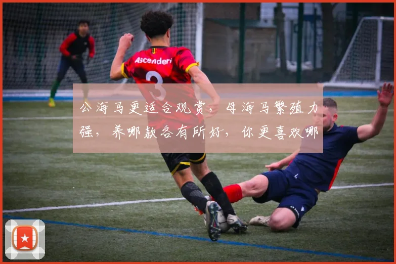公海马更适合观赏，母海马繁殖力强，养哪款各有所好，你更喜欢哪一款
